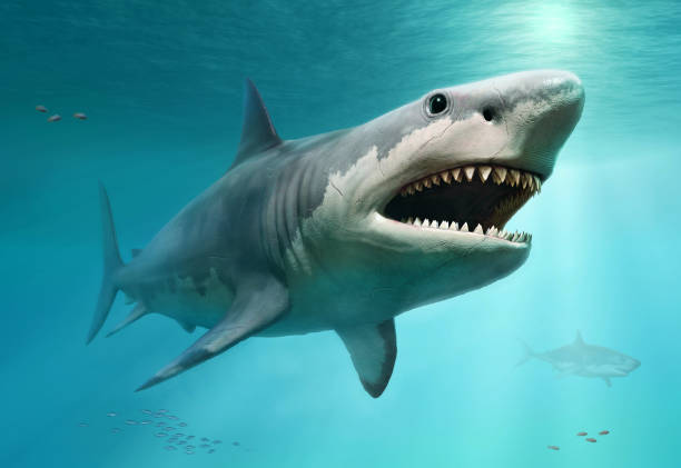 Hình ảnh cá mập Megalodon: Sự thật về loài săn mồi khổng lồ Hình ảnh cá mập Megalodon: Sự thật về loài săn mồi khổng lồ