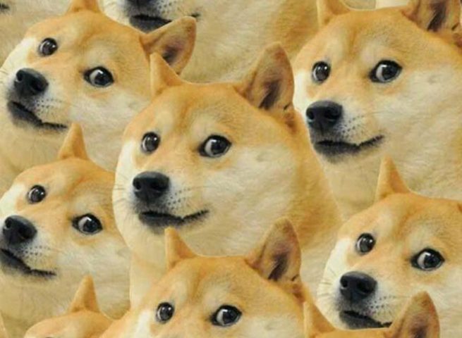 Tại sao meme chó Shiba lại trở thành hiện tượng?