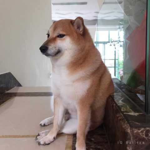 Ý nghĩa và cảm xúc trong meme chó Shiba