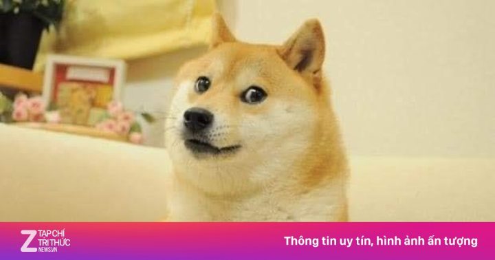Meme chó Shiba trong văn hóa mạng xã hội
