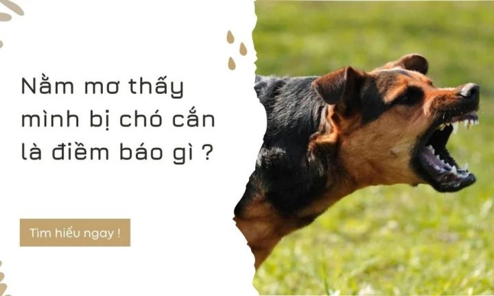 Mơ Bị Chó Cắn: Ý Nghĩa, Điềm Báo Và Tâm Lý Đằng Sau Giấc Mơ Này Phân tích giấc mơ chó cắn theo từng tình huống