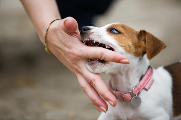 Mơ Bị Chó Cắn: Ý Nghĩa, Điềm Báo Và Tâm Lý Đằng Sau Giấc Mơ Này Những điều cần làm khi mơ thấy chó cắn