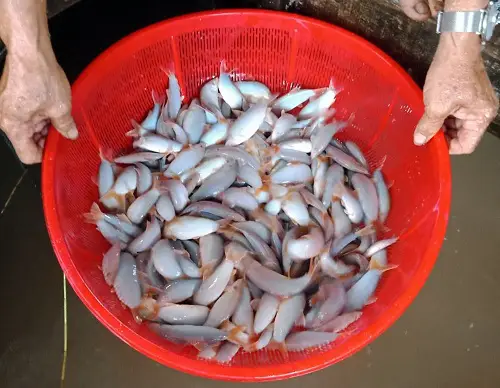 mô hình nuôi cá heo đuôi đỏ mô hình nuôi cá heo đuôi đỏ