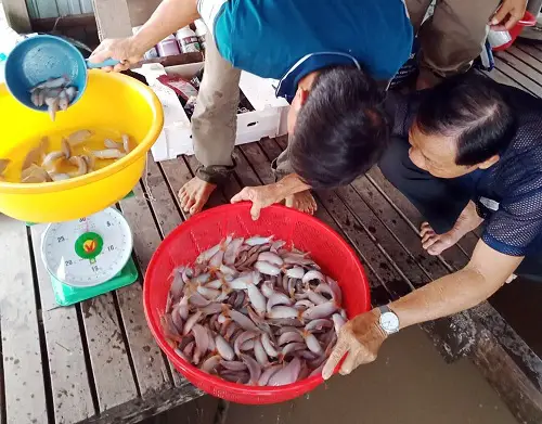 mô hình nuôi cá heo đuôi đỏ mô hình nuôi cá heo đuôi đỏ