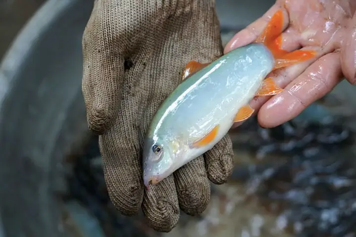 mô hình nuôi cá heo đuôi đỏ mô hình nuôi cá heo đuôi đỏ