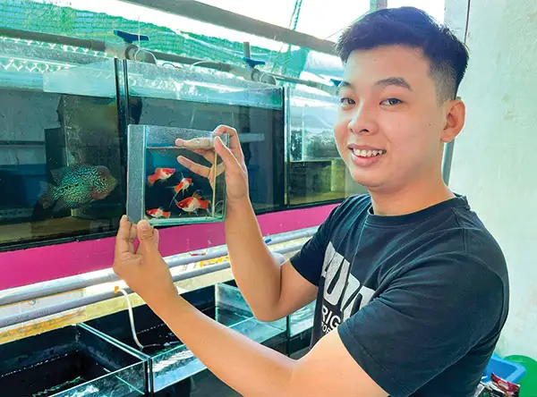 mô hình nuôi cá kiểng mô hình nuôi cá kiểng
