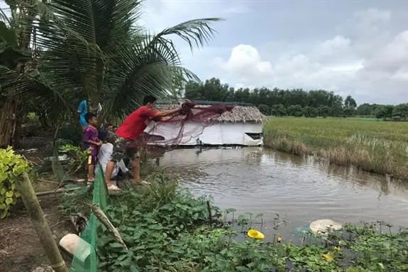 mô hình nuôi cá lóc trên ruộng lúa mô hình nuôi cá lóc trên ruộng lúa