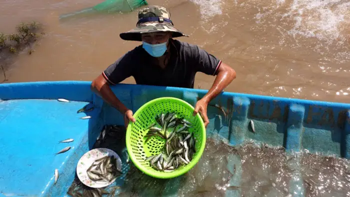 mô hình nuôi cá lóc trên ruộng lúa mô hình nuôi cá lóc trên ruộng lúa