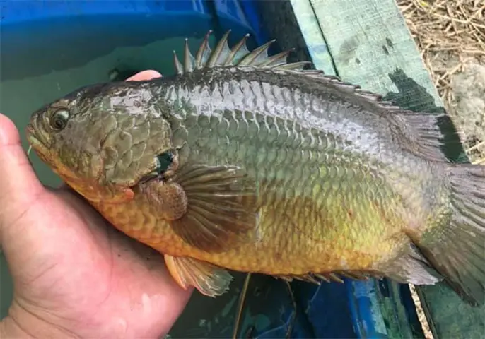 mô hình nuôi cá rô đầu vuông mô hình nuôi cá rô đầu vuông