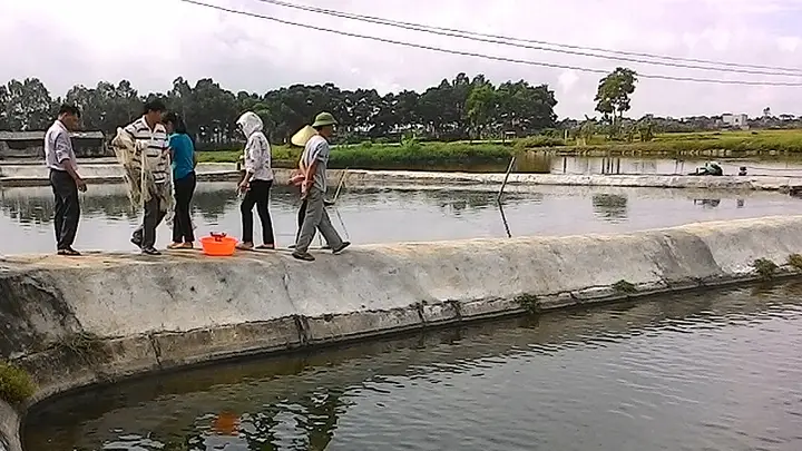 mô hình nuôi cá rô phi đơn tính mô hình nuôi cá rô phi đơn tính