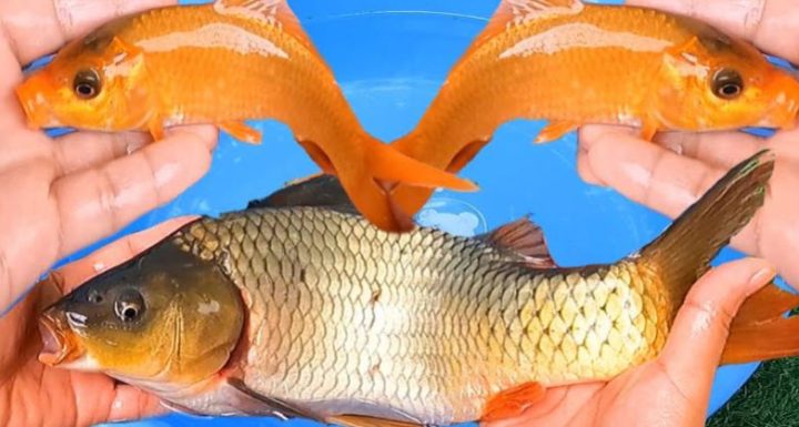 Giải mã giấc mơ thấy cá chép
