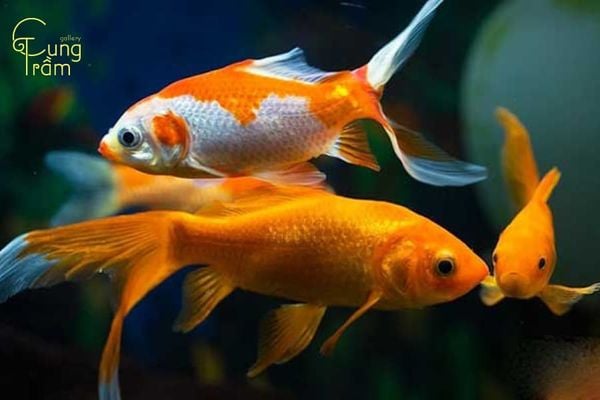 Mơ thấy cá chép đánh con gì?