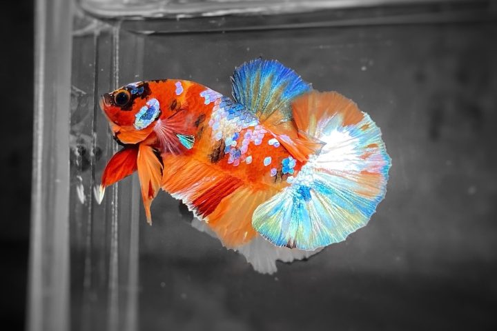 Những điều cần lưu ý khi giải mã giấc mơ thấy cá