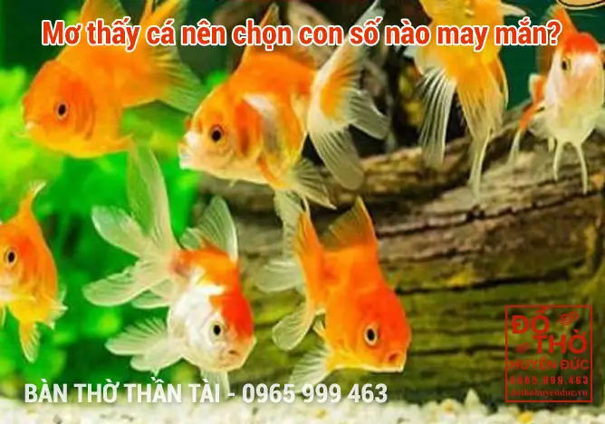 Giải mã giấc mơ thấy cá heo theo từng tình huống