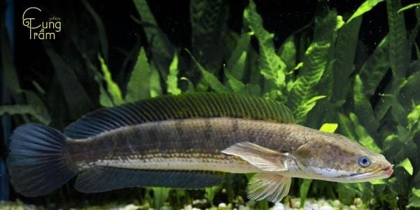 Các tình huống cụ thể trong giấc mơ thấy cá lóc