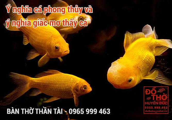 Ý nghĩa của giấc mơ thấy cá vàng
