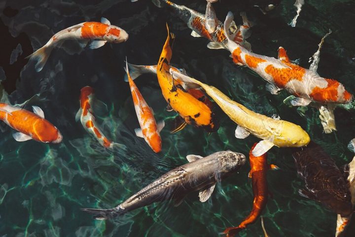 Cách giải mã giấc mơ thấy cá vàng