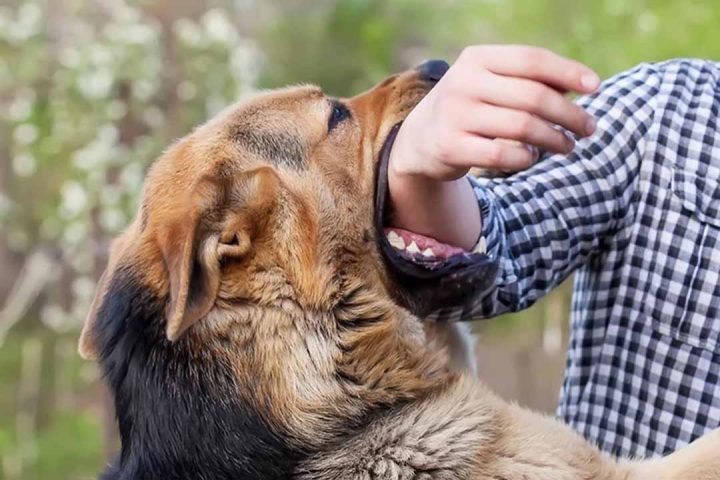 Mơ Thấy Chó Cắn: Ý Nghĩa Giấc Mơ Và Cảm Xúc Sợ Hãi Của Bạn Giấc mơ thấy chó cắn và ý nghĩa tâm linh