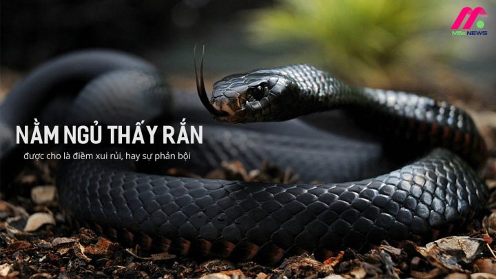 Làm gì khi mơ thấy rắn đen?