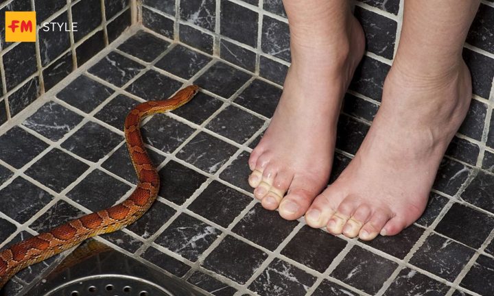 Giải thích giấc mơ thấy rắn theo từng màu sắc
