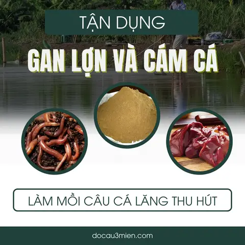 mồi câu cá lăng hồ mồi câu cá lăng hồ