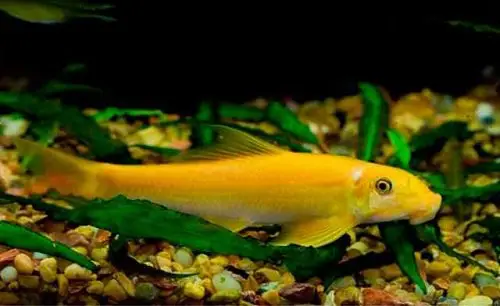 mồm cá dọn bể mồm cá dọn bể
