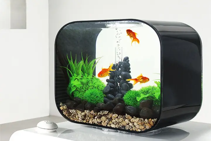 mua bể cá mini mua bể cá mini