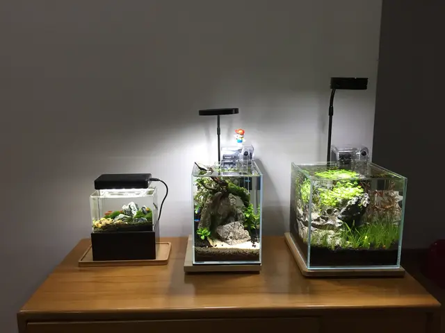 mua bể cá mini mua bể cá mini