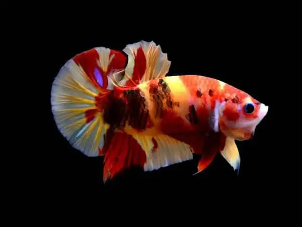 mua cá betta koi mua cá betta koi