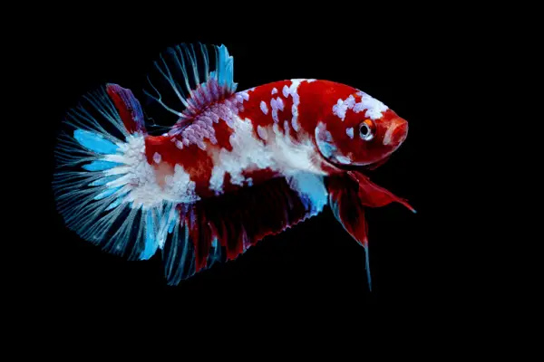 Mua cá Betta Koi: Cẩm nang chọn giống, giá và địa chỉ uy tín mua cá betta koi