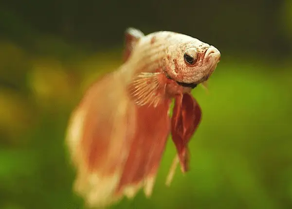 mua cá betta koi mua cá betta koi