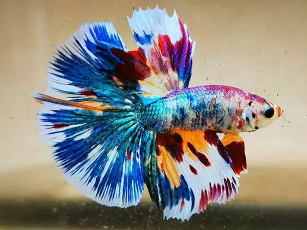 mua cá betta koi mua cá betta koi