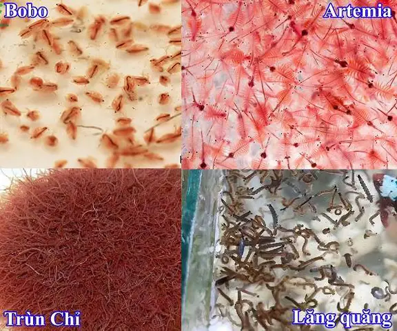 mua cá betta koi mua cá betta koi
