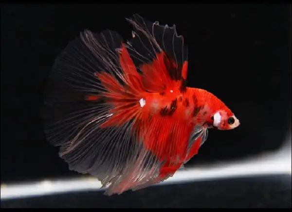 mua cá betta koi mua cá betta koi