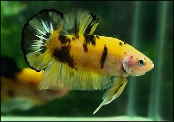 mua cá betta koi mua cá betta koi