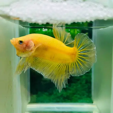 mua cá betta rồng mua cá betta rồng
