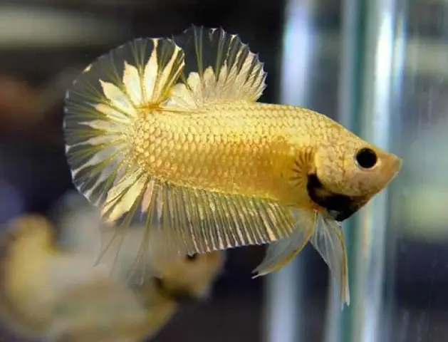 mua cá betta rồng mua cá betta rồng