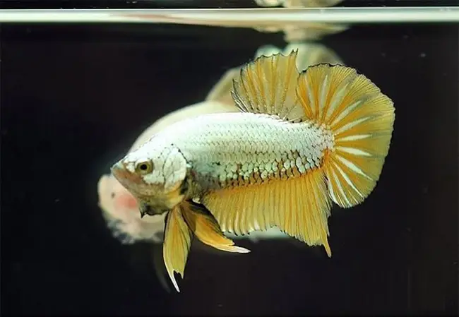 mua cá betta rồng mua cá betta rồng