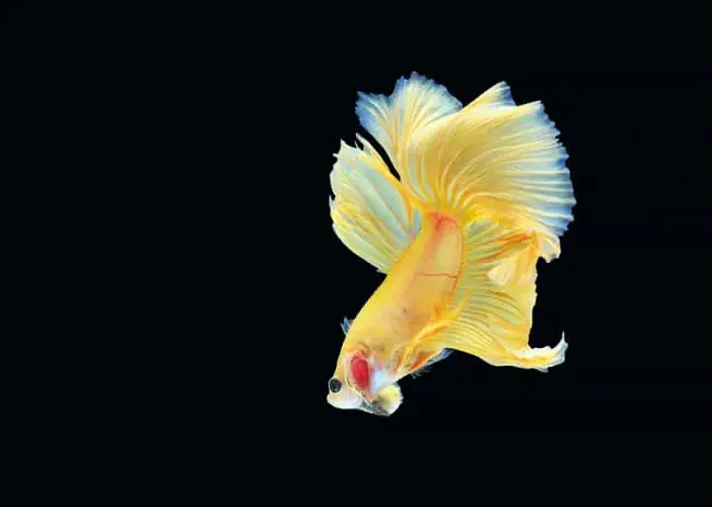 Hướng Dẫn Chi Tiết Để Mua Cá Betta Rồng Khỏe Mạnh mua cá betta rồng
