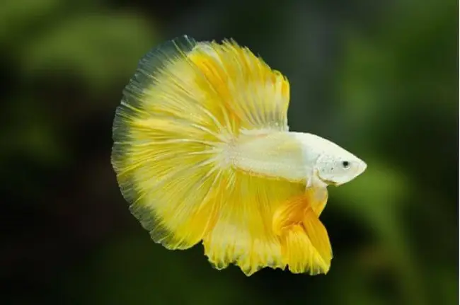 mua cá betta rồng mua cá betta rồng