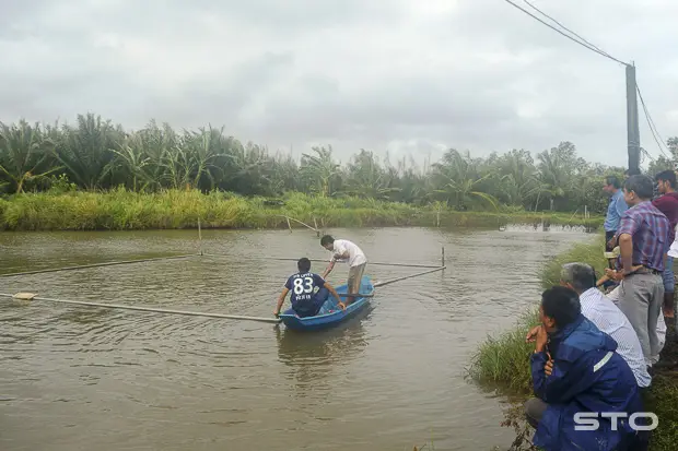 mua cá bông lau giống ở đâu mua cá bông lau giống ở đâu