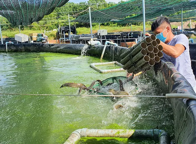 mua cá chạch giống ở đâu mua cá chạch giống ở đâu