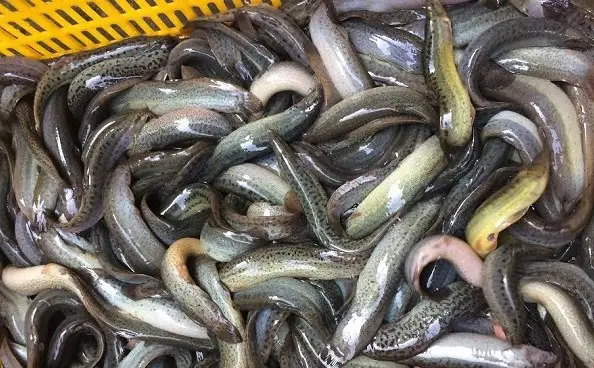 mua cá chạch giống ở đâu mua cá chạch giống ở đâu
