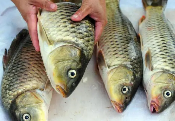 mua cá chép cảnh mua cá chép cảnh