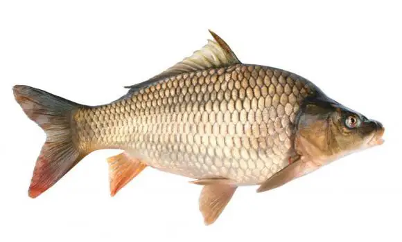 mua cá chép cảnh mua cá chép cảnh