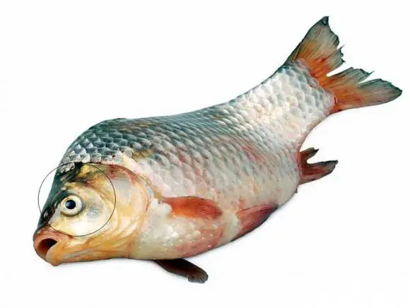 mua cá chép cảnh mua cá chép cảnh