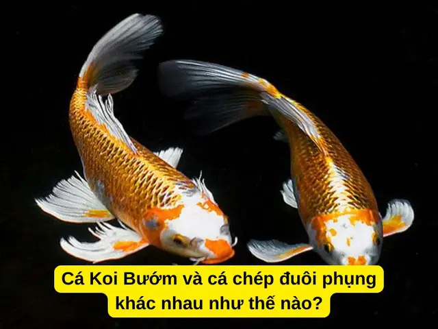 mua cá chép phụng mua cá chép phụng