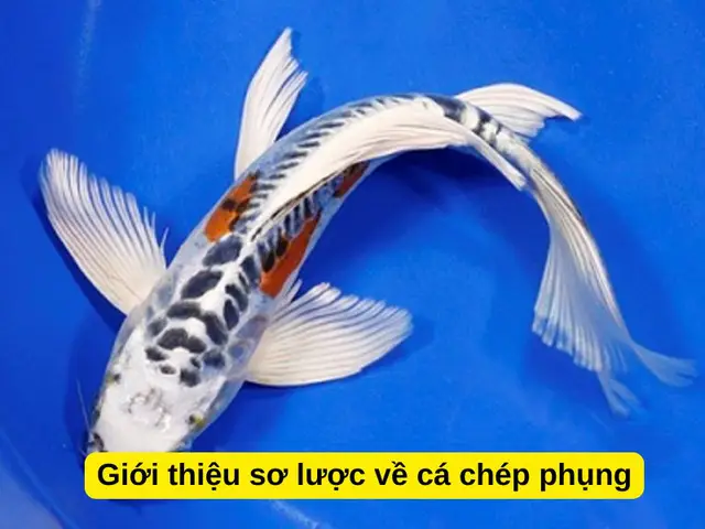 mua cá chép phụng mua cá chép phụng
