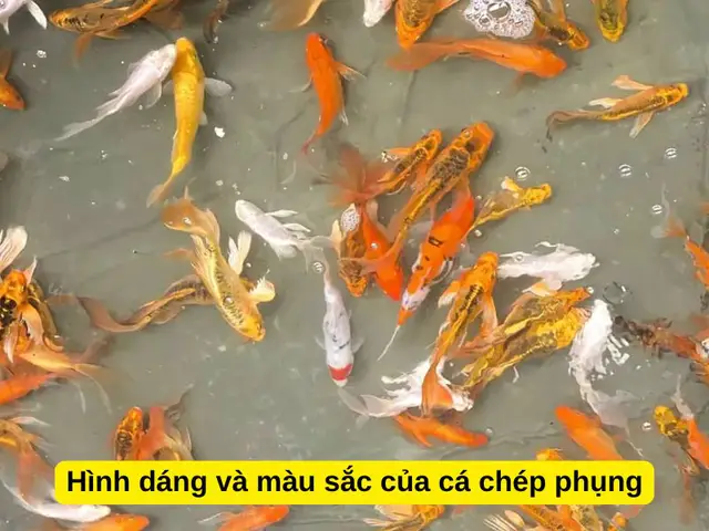 mua cá chép phụng mua cá chép phụng