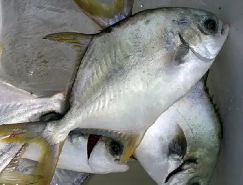 mua cá chim giống mua cá chim giống